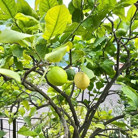 Bellavista Отель 3*