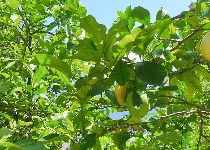 Bellavista