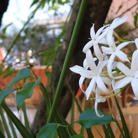 Hotel Bellavista Limone sul Garda